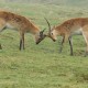 Lechwe