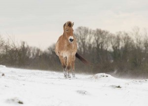 Wild Horse