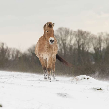 Wild Horse