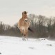Wild Horse