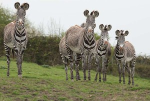 zebras
