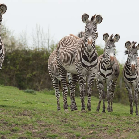 zebras