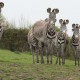 zebras