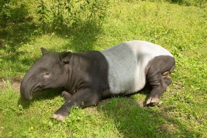 Tapir