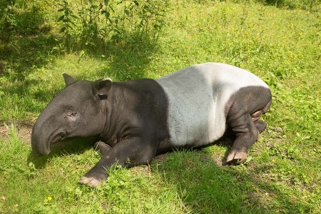 Tapir