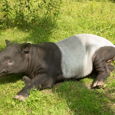Tapir