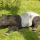 Tapir