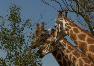 3 giraffes