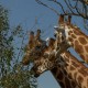 3 giraffes
