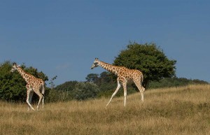 Giraffes