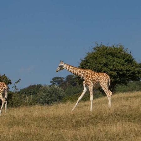 Giraffes