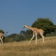 Giraffes