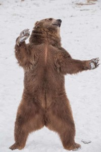 Grizzly Bear