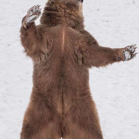 Grizzly Bear