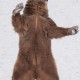 Grizzly Bear