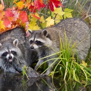Racoons