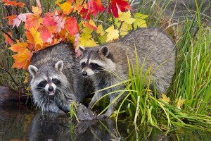 Racoons