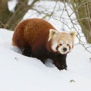 Red Panda