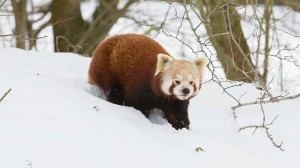 Red Panda