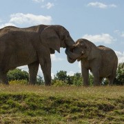 Two Elephants