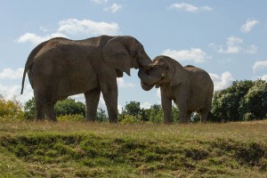 Two Elephants