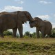 Two Elephants