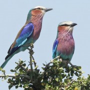 Two Kingfishers