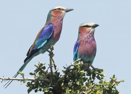 Two Kingfishers