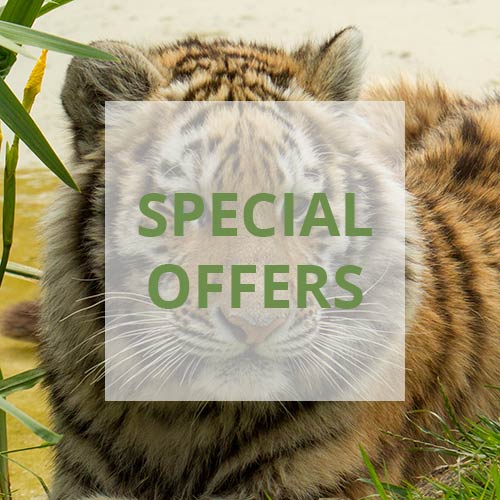 Special Offers