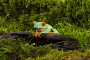 Frog
