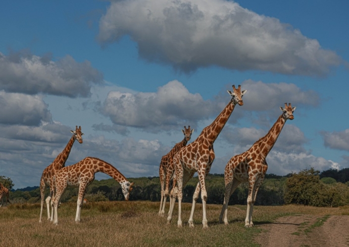 Giraffes Dave Rolfe Wildlife Shots Specialist Wildlife Photographer Giraffe 073A8288