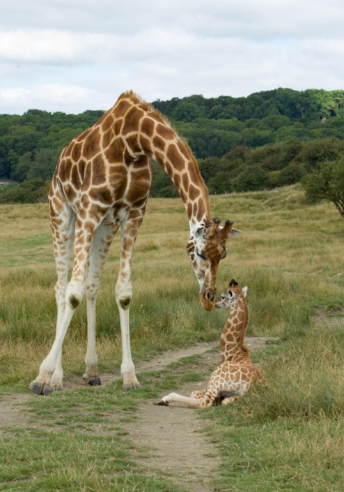 Masai Giraffes Dave Rolfe Wildlife Shots Specialist Wildlife Photographer Masai Giraffe FQ4G2943